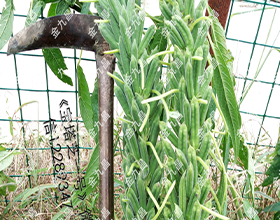 湖北金九昌種業有限公司